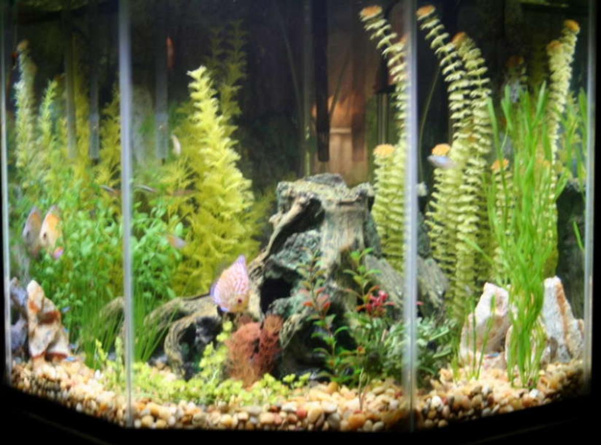 44 gallons freshwater fish tank (mostly fish and non-living decorations) - 44 Gallon Pentagon