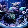 46 gallons reef tank (mostly live coral and fish) - 46 Gallon Bow