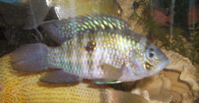 freshwater fish - aequidens pulcher - blue acara stocking in 42 gallons tank - blue acara
