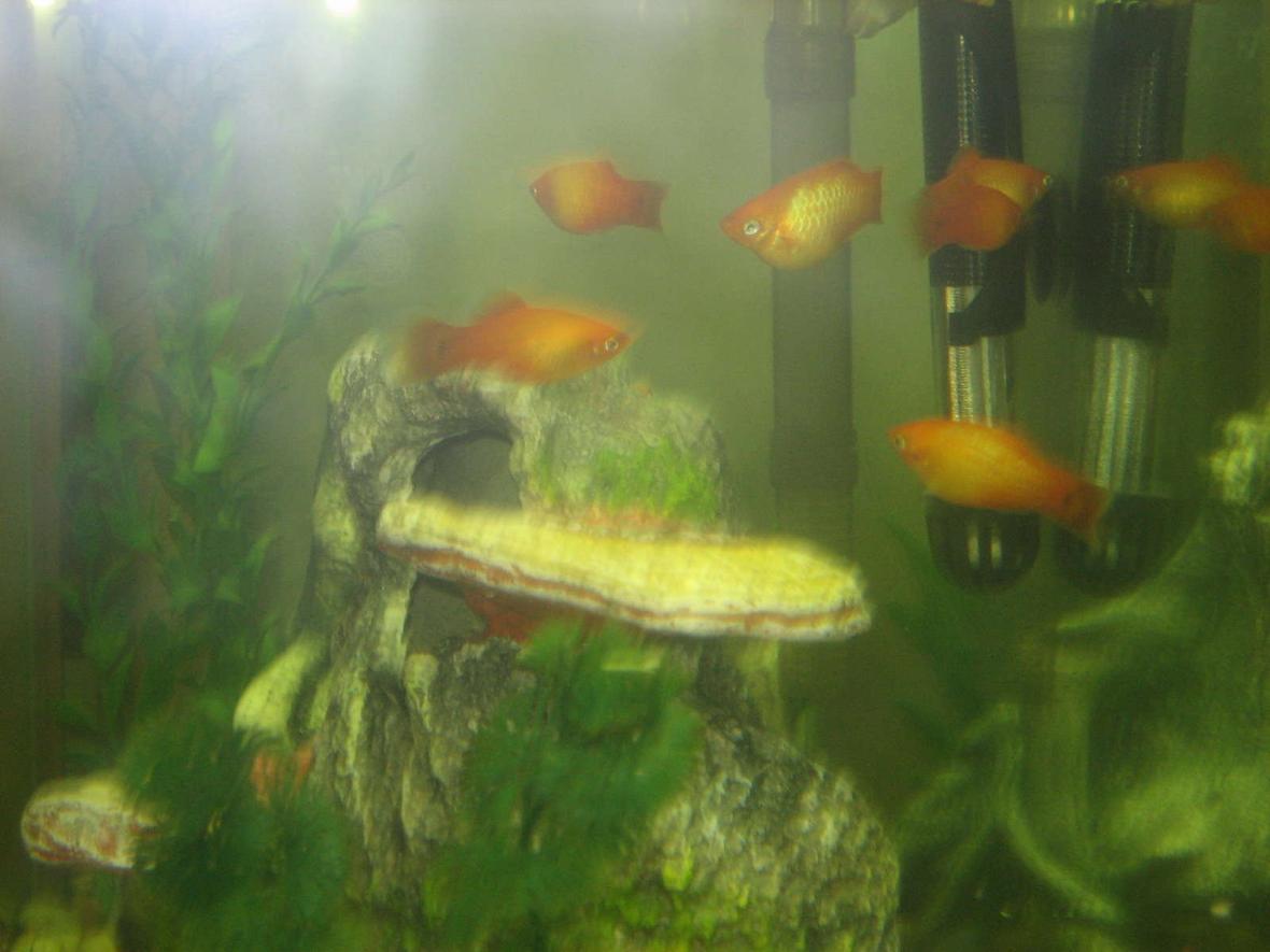 55 gallons freshwater fish tank (mostly fish and non-living decorations) - My school of Sunburst Platys before they died