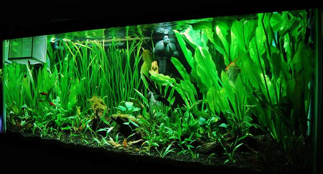 75 gallons planted tank (mostly live plants and fish) - 75 gallon planted tank