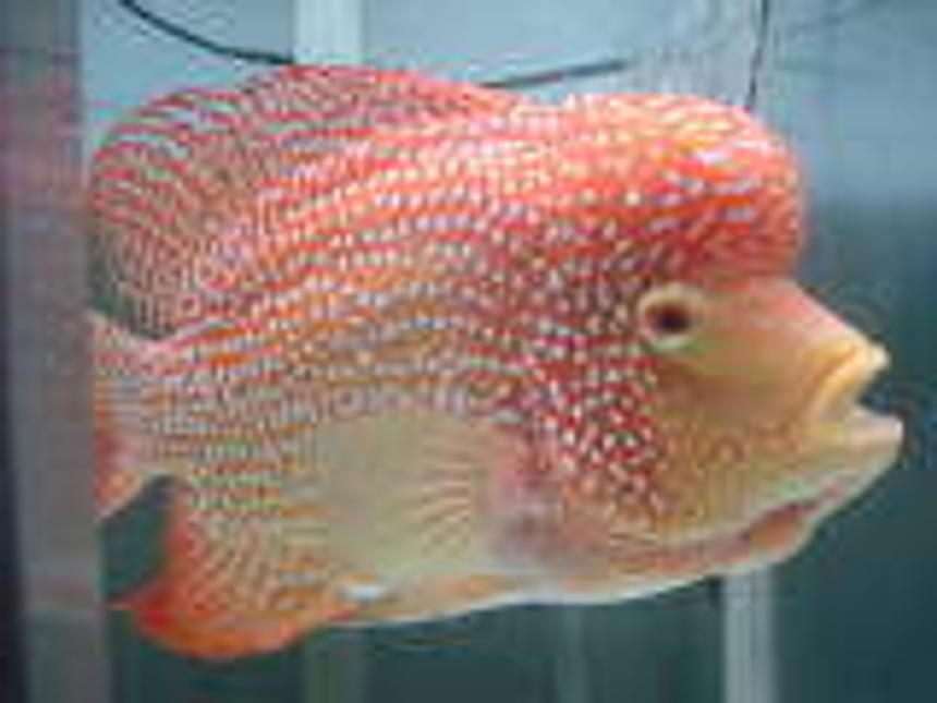 Rated #762: Freshwater Fish - Herichthys Cynoguttatus - Red Texas Cichlid Stocking In 75 Gallons Tank - My Super Red Texas Part 2