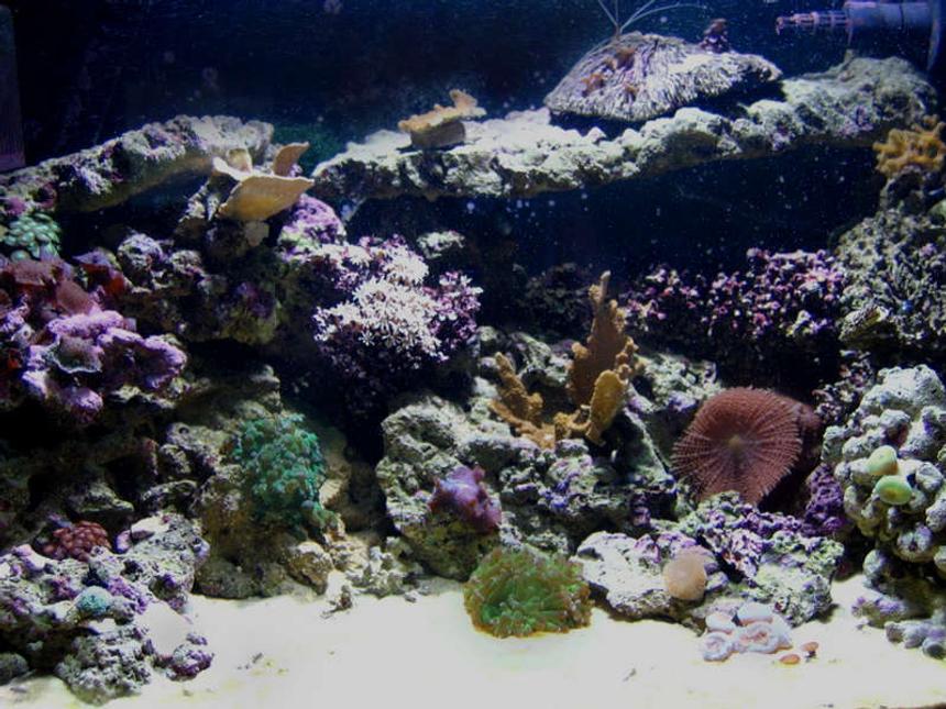 Rated #92: 65 Gallons Reef Tank - 65g