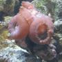 corals inverts - rhodactis inchoata - bullseye mushroom stocking in 65 gallons tank - bullseye shrooms eating mysis