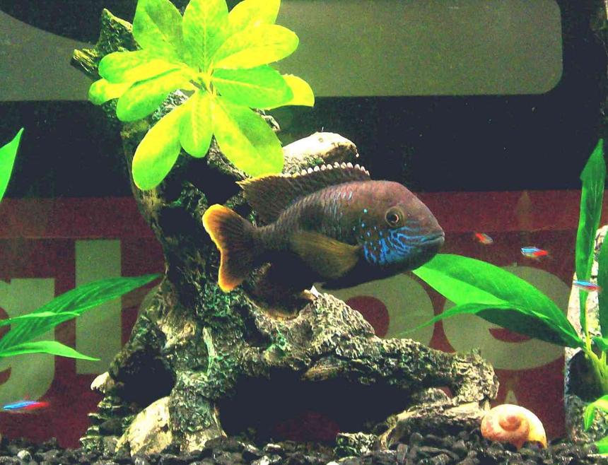 Rated #1251: Freshwater Fish - Herichthys Carpinte - Green Texas Cichlid Stocking In 34 Gallons Tank - ....
