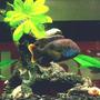 freshwater fish - herichthys carpinte - green texas cichlid stocking in 34 gallons tank - ....