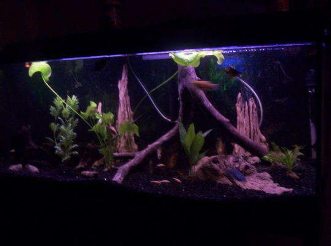 55 gallons planted tank (mostly live plants and fish) - no C02