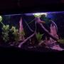 55 gallons planted tank (mostly live plants and fish) - no C02