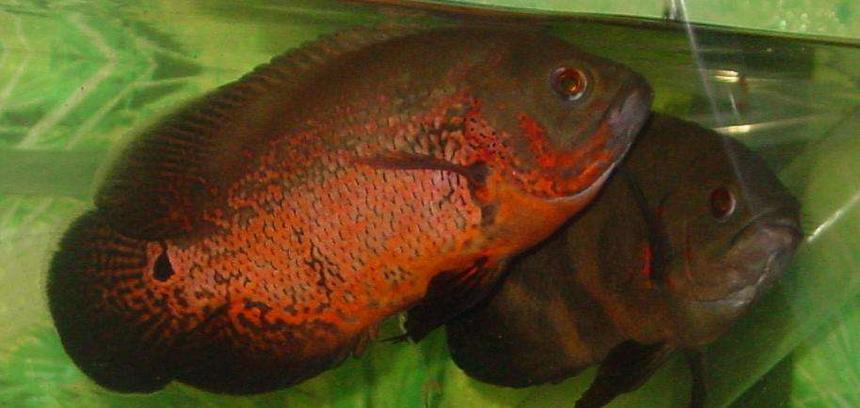 Rated #1595: Freshwater Fish - Astronotus Ocellatus - Red Oscar Stocking In 75 Gallons Tank - bonnie and clyde. 2 oscars in 75 gallon tank.