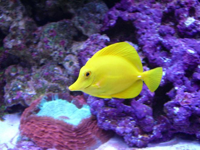 saltwater fish - zebrasoma flavescens - yellow tang - hawaii stocking in 280 gallons tank - Yellow tang