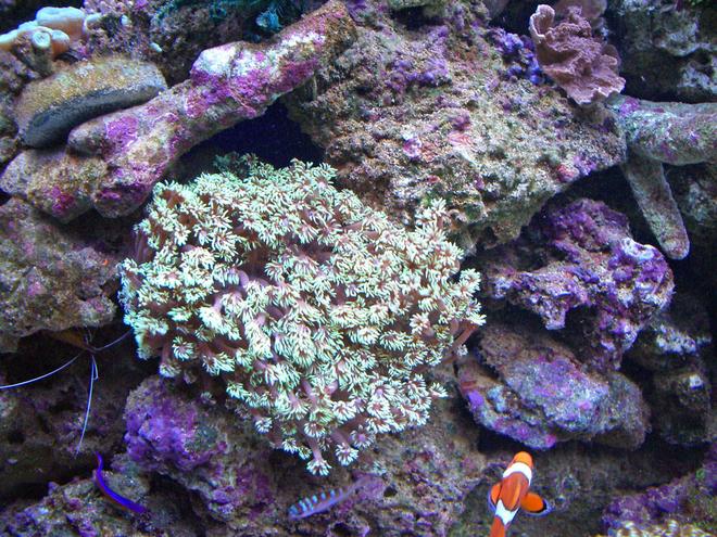 corals inverts - goniopora sp. - flower pot coral stocking in 280 gallons tank - Gonapora