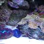 corals inverts - tridacna crocea - crocea clam stocking in 280 gallons tank - Tridacs