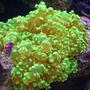 corals inverts - euphyllia paradivisa - frogspawn coral stocking in 280 gallons tank - Neon Green Softie