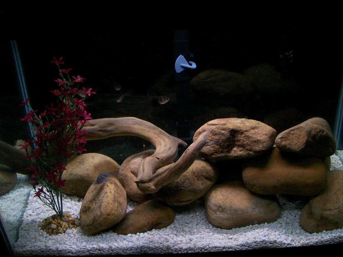 fish tank picture - River rock and beach driftwood cleaned and cured myself.