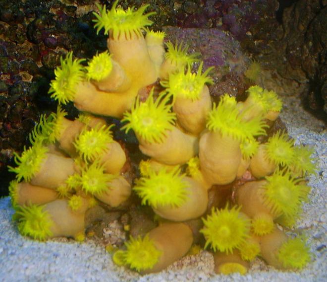 corals inverts - tubastrea faulkneri - orange sun coral stocking in 110 gallons tank - sun corral