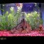 20 gallons freshwater fish tank (mostly fish and non-living decorations) - My 20 gallon freshwater tank