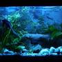 fish tank picture - Night time lighting