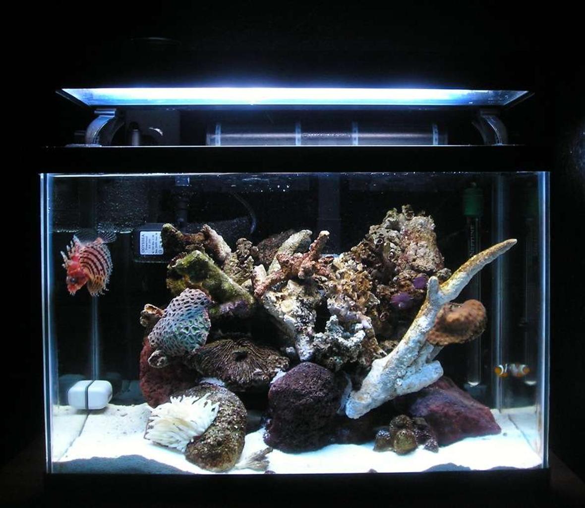 20 gallons reef tank (mostly live coral and fish) - Main View