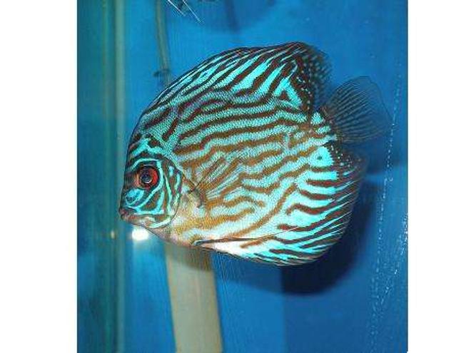 freshwater fish - blue turquoise discus stocking in 55 gallons tank - Discus