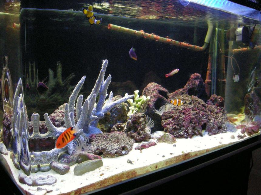 Rated #27: 55 Gallons Saltwater Fish Tank - Glenn's Marine Tank