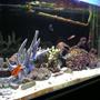 55 gallons saltwater fish tank (mostly fish, little/no live coral) - Glenn's Marine Tank