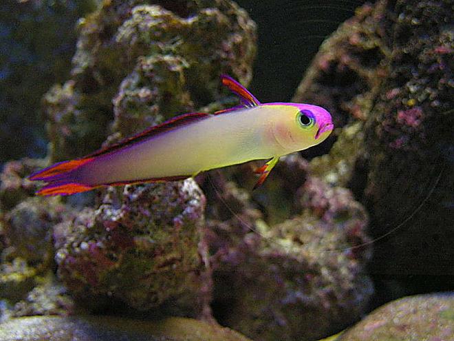 saltwater fish - nemateleotris decora - firefish, purple stocking in 55 gallons tank - Purple Firefish - Otherwise known as Decorated Dartfish or Purple Firetailed Goby.  (Nemateleotris Decora).