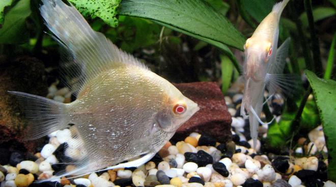 freshwater fish - pterophyllum sp. - albino angel stocking in 44 gallons tank - Albino diamond-scale angels