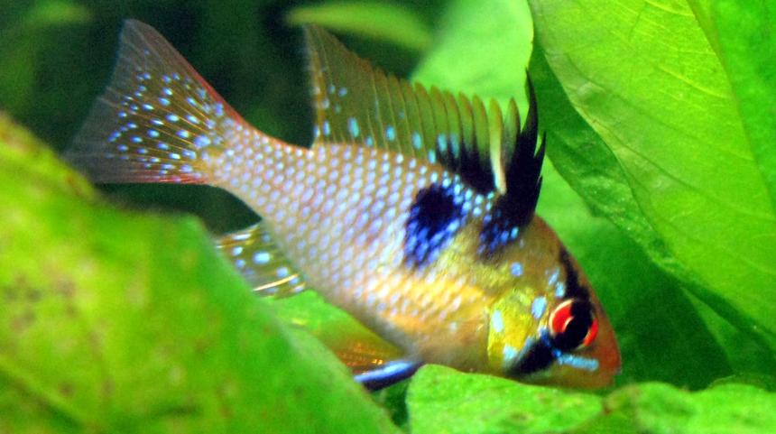 Rated #378: Freshwater Fish - Papiliochromis Ramirezi - German Blue Ram Stocking In 44 Gallons Tank - Blue Ram looking for leftover bloodworms