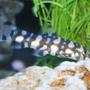 freshwater fish - botia kubotai - polka dot loach stocking in 80 gallons tank - Polka Dot Loach
