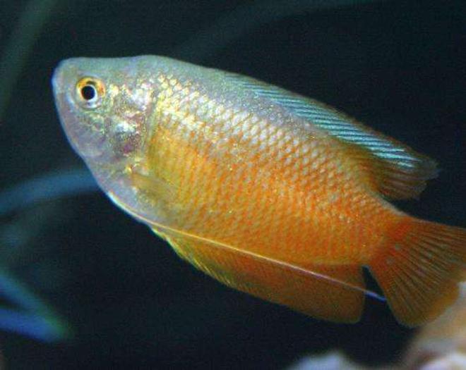 freshwater fish - colisa lalia - dwarf gourami stocking in 80 gallons tank - Dwarf Gourami 5