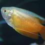 freshwater fish - colisa lalia - dwarf gourami stocking in 80 gallons tank - Dwarf Gourami 5
