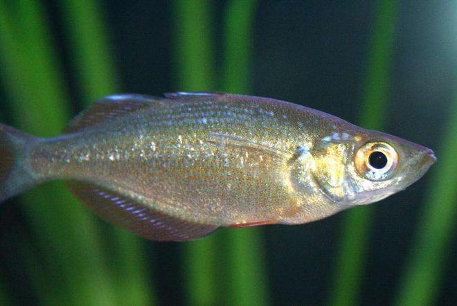 freshwater fish - melanotaenia praecox - dwarf rainbow fish stocking in 80 gallons tank - Dwarf Rainbow Fish