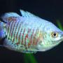 freshwater fish - colisa lalia - dwarf gourami stocking in 80 gallons tank - Dwarf Gourami 3