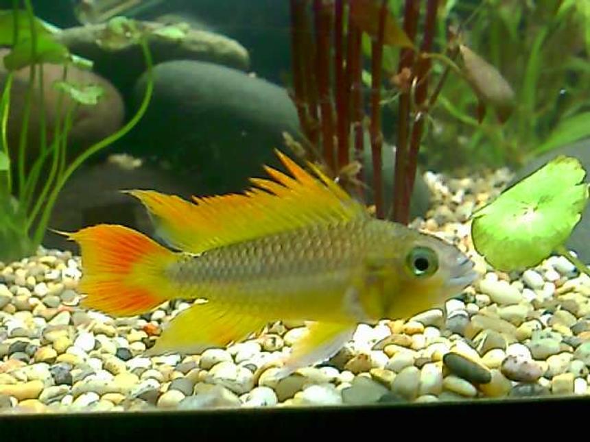 Rated #21: Freshwater Fish - Apistogramma Cacatuoides - Orange Cockatoo Cichlid Stocking In 16 Gallons Tank - my apistogramma cacatuoides. my very first male.
