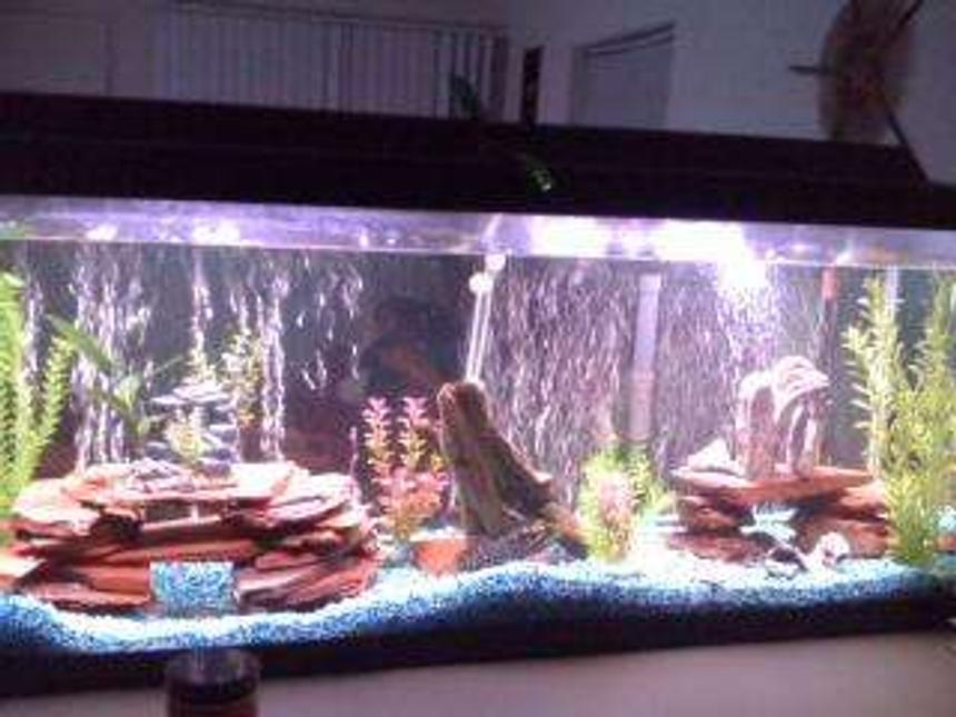Rated #2401: 55 Gallons Freshwater Fish Tank - My Fishtank. About 5 months. ! Manganeses Cichlid, 1 Snook Mouth Cichlid, 1 Red Jewel Cichlid, 1 Texas/Dempsey Hybrid Cichlid, 1 Firemouth. 2 Plecos. R.I.P. Buckweat my old Jack Dempsey A.K.A King of the tank.