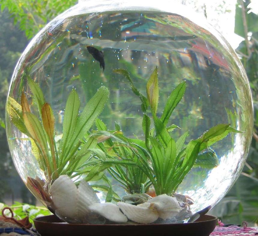 Rated #3984: 100 Gallons Freshwater Fish Tank - i have kept two black mollies in my bowl, surprisingly they mate, and they produced 5 more cute mollies, now in the bowl, i have 7 mollies