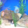 freshwater fish - symphysodon sp. - blue diamond discus stocking in 65 gallons tank - My Discus. Super Red Melon, Blue Diamond, Checkerboard Pigeon, Mosaic Leopard, Red Turquoise
