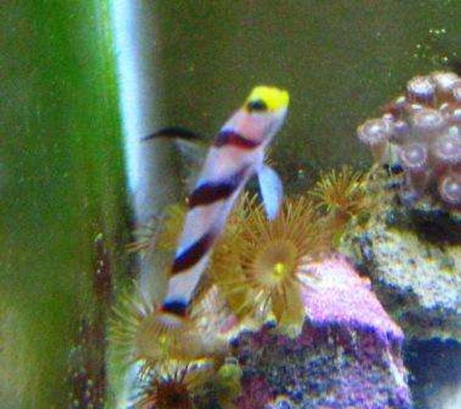 saltwater fish - stonogobiops nematodes - hi fin red banded goby stocking in 10 gallons tank - shrimp goby