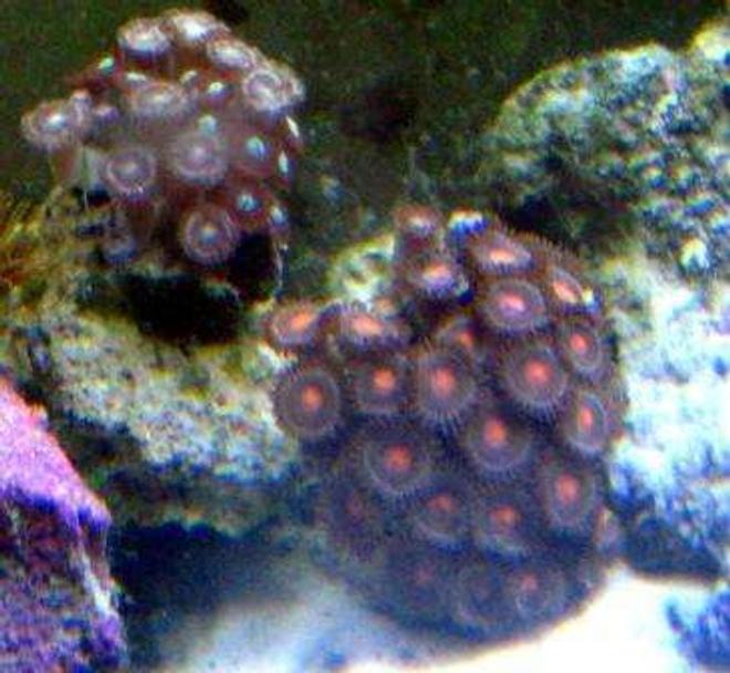corals inverts - zoanthus sp. - colony polyp, orange spot stocking in 10 gallons tank - zoas