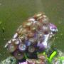 corals inverts - zoanthus sp. - flame polyps stocking in 10 gallons tank - zoas