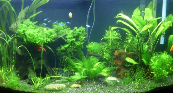 46 gallons planted tank (mostly live plants and fish) - Planted tank 11.05.07