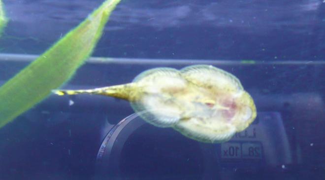 freshwater fish - beaufortia kweichowensis - chinese butterfly loach stocking in 46 gallons tank - Chinese Butterfly Sucker 11.05.07