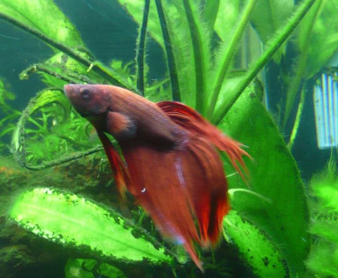 freshwater fish - betta splendens - betta stocking in 46 gallons tank - Betta 11.05.07