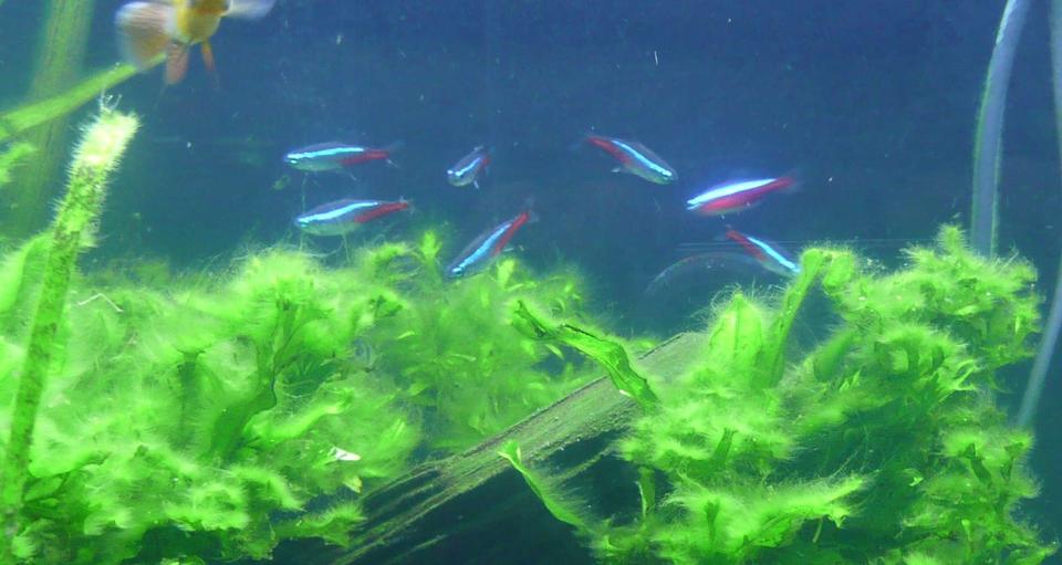 freshwater fish - paracheirodon innesi - neon tetra jumbo stocking in 46 gallons tank - Cardinal & Neon Tetras 11.05.07
