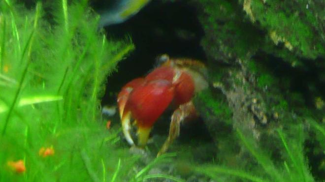 corals inverts - sesarma bidens - red claw crab stocking in 46 gallons tank - Freshwater Red Claw Crab 11.05.07