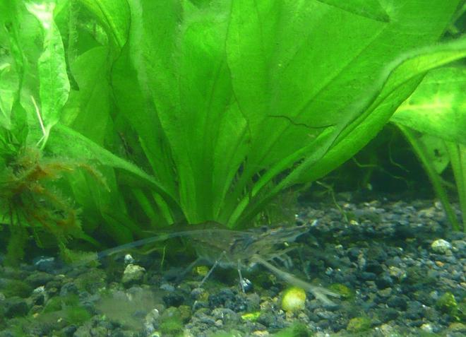 corals inverts - macrobrachium sp. - indian whisker shrimp stocking in 46 gallons tank - Whisker Shrimp 11.05.07