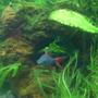 freshwater fish - epalzeorhynchos frenatus - rainbow shark stocking in 46 gallons tank - Rainbow Shark 11.05.07