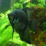 freshwater fish - pterophyllum scalare - half black angelfish stocking in 46 gallons tank - Angelfish 10.25.07
