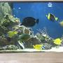 210 gallons saltwater fish tank (mostly fish, little/no live coral) - 210 Gallon FOWLR