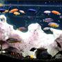 138 gallons freshwater fish tank (mostly fish and non-living decorations) - my 2nd tank. side A